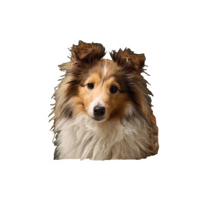 Sheltie Frame Vinyl Car Decal Sticker – Waterproof & UV-Resistant 3.4133333333333336" Sheltie Frame Vinyl Car Decal Sticker – Waterproof & UV-Resistant 3.4133333333333336"