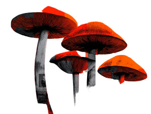 Psychedelic Mushrooms Vinyl Car Decal Sticker – Waterproof & UV-Resistant 6.1866666666666665"