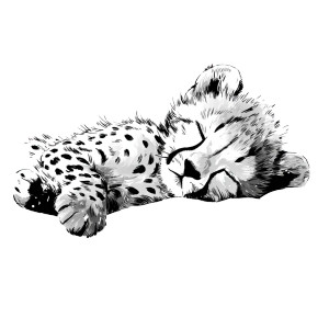 Sleepy Baby Cheetah Vinyl Car Decal Sticker – Waterproof & UV-Resistant 3.4133333333333336"