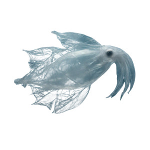 Squid Bag Vinyl Car Decal Sticker – Waterproof & UV-Resistant 6.826666666666667" Squid Bag Vinyl Car Decal Sticker – Waterproof & UV-Resistant 6.826666666666667"