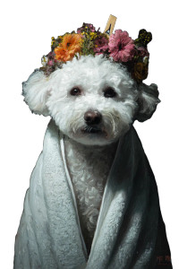 Floral Crown Bichon Vinyl Car Decal Sticker – Waterproof & UV-Resistant 4.4