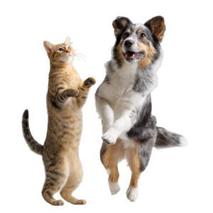 Happy Cat And Dog Vinyl Car Decal Sticker – Waterproof & UV-Resistant 6.826666666666667" Happy Cat And Dog Vinyl Car Decal Sticker – Waterproof & UV-Resistant 6.826666666666667"