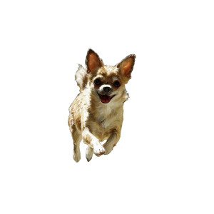 Energetic Chihuahua Vinyl Car Decal Sticker – Waterproof & UV-Resistant 6.826666666666667"