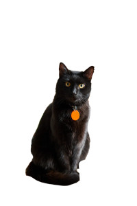 Black Cat V29 Vinyl Car Decal Sticker – Waterproof & UV-Resistant 4.4