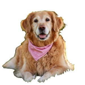 Golden Retriever Smiling V3 Vinyl Car Decal Sticker – Waterproof & UV-Resistant 3.4133333333333336"
