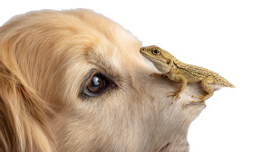 Curious Lizard On Dog Vinyl Car Decal Sticker – Waterproof & UV-Resistant 5.4