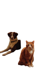Cat And Dog V12 Vinyl Car Decal Sticker – Waterproof & UV-Resistant 4.8533333333333335" Cat And Dog V12 Vinyl Car Decal Sticker – Waterproof & UV-Resistant 4.8533333333333335"