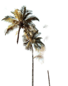 Tropical Coconut Palms Vinyl Car Decal Sticker – Waterproof & UV-Resistant 8.0"