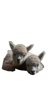 Sleeping Baby Alpacas Vinyl Car Decal Sticker – Waterproof & UV-Resistant 4.8533333333333335" Sleeping Baby Alpacas Vinyl Car Decal Sticker – Waterproof & UV-Resistant 4.8533333333333335"