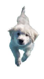 Fluffy Swimming Puppy Vinyl Car Decal Sticker – Waterproof & UV-Resistant 4.8533333333333335"