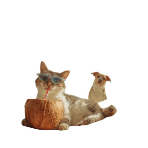 Cat In Hammock Vinyl Car Decal Sticker – Waterproof & UV-Resistant 3.4133333333333336"