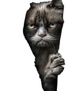 Grumpy Cat Climbs Vinyl Car Decal Sticker – Waterproof & UV-Resistant 8.213333333333333" Grumpy Cat Climbs Vinyl Car Decal Sticker – Waterproof & UV-Resistant 8.213333333333333"