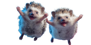 Happy Hedgehogs Jumping Vinyl Car Decal Sticker – Waterproof & UV-Resistant 5.12"