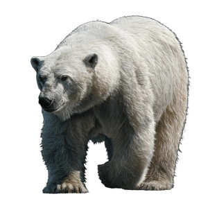 Polar Bear V5 Vinyl Car Decal Sticker – Waterproof & UV-Resistant 3.4133333333333336" Polar Bear V5 Vinyl Car Decal Sticker – Waterproof & UV-Resistant 3.4133333333333336"