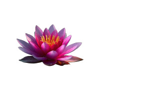 Neon Lotus Glow Vinyl Car Decal Sticker – Waterproof & UV-Resistant 5.97333333333333 Neon Lotus Glow Vinyl Car Decal Sticker – Waterproof & UV-Resistant 5.97333333333333