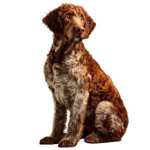 Brown Dog Vinyl Car Decal Sticker – Waterproof & UV-Resistant 3.4133333333333336" Brown Dog Vinyl Car Decal Sticker – Waterproof & UV-Resistant 3.4133333333333336"