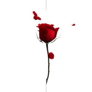 Minimalist Rose V3 Vinyl Car Decal Sticker – Waterproof & UV-Resistant 3.4133333333333336" Minimalist Rose V3 Vinyl Car Decal Sticker – Waterproof & UV-Resistant 3.4133333333333336"