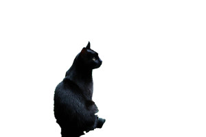 Monet Garden Cat Vinyl Car Decal Sticker – Waterproof & UV-Resistant 2.986666666666667"