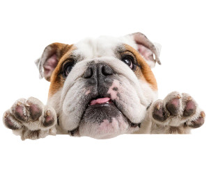 Happy English Bulldog Vinyl Car Decal Sticker – Waterproof & UV-Resistant 6.613333333333333" Happy English Bulldog Vinyl Car Decal Sticker – Waterproof & UV-Resistant 6.613333333333333"