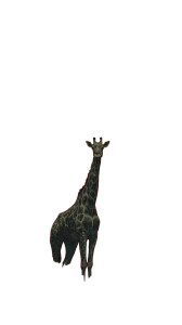 Dramatic Giraffe Painting Vinyl Car Decal Sticker – Waterproof & UV-Resistant 9.706666666666667"