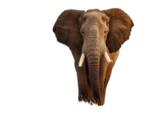 Elephant V2 Vinyl Car Decal Sticker – Waterproof & UV-Resistant 6.1866666666666665" Elephant V2 Vinyl Car Decal Sticker – Waterproof & UV-Resistant 6.1866666666666665"