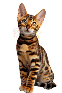 Bengal Kitten Art Vinyl Car Decal Sticker – Waterproof & UV-Resistant 4.4