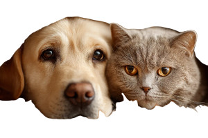 Snuggled Pets Vinyl Car Decal Sticker – Waterproof & UV-Resistant 2.986666666666667" Snuggled Pets Vinyl Car Decal Sticker – Waterproof & UV-Resistant 2.986666666666667"