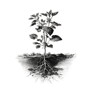 Vintage Botanical Plant Vinyl Car Decal Sticker – Waterproof & UV-Resistant 3.4133333333333336" Vintage Botanical Plant Vinyl Car Decal Sticker – Waterproof & UV-Resistant 3.4133333333333336"