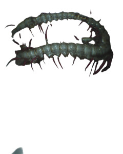 Centipede Face Vinyl Car Decal Sticker – Waterproof & UV-Resistant 4.0"