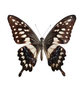 Hyper-Realistic Butterfly Vinyl Car Decal Sticker – Waterproof & UV-Resistant 3.6