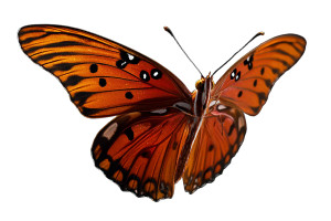 Flying Butterfly V4 Vinyl Car Decal Sticker – Waterproof & UV-Resistant 2.986666666666667"