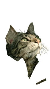 Tropical Cat Vinyl Car Decal Sticker – Waterproof & UV-Resistant 9.706666666666667"