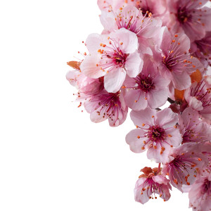 Pink Flowers Vinyl Car Decal Sticker – Waterproof & UV-Resistant 3.4133333333333336" Pink Flowers Vinyl Car Decal Sticker – Waterproof & UV-Resistant 3.4133333333333336"