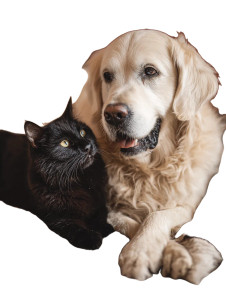 Dog And Cat Bonding Vinyl Car Decal Sticker – Waterproof & UV-Resistant 4.1066666666666665"