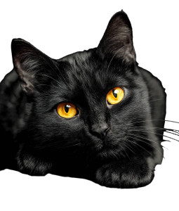 Black Cat Close-Up V2 Vinyl Car Decal Sticker – Waterproof & UV-Resistant 3.946666666666666