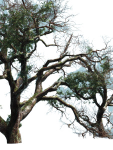 Oak Tree Branches Vinyl Car Decal Sticker – Waterproof & UV-Resistant 4.1066666666666665"