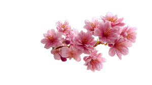 Blooming Sakura Tree V2 Vinyl Car Decal Sticker – Waterproof & UV-Resistant 5.4