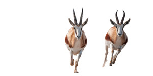 Wild Antelope Stampede Vinyl Car Decal Sticker – Waterproof & UV-Resistant 5.12" Wild Antelope Stampede Vinyl Car Decal Sticker – Waterproof & UV-Resistant 5.12"