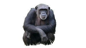 Adult Chimpanzee Sitting Vinyl Car Decal Sticker – Waterproof & UV-Resistant 5.4