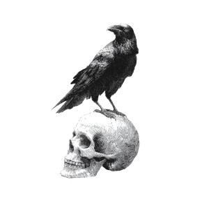 Crow On Skull V3 Vinyl Car Decal Sticker – Waterproof & UV-Resistant 3.4133333333333336" Crow On Skull V3 Vinyl Car Decal Sticker – Waterproof & UV-Resistant 3.4133333333333336"