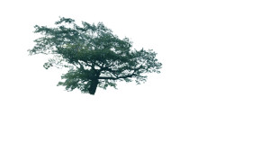 Foggy Morning Tree Vinyl Car Decal Sticker – Waterproof & UV-Resistant 5.4