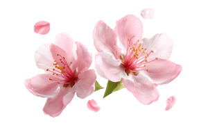 Pink Crabapple Blossoms Vinyl Car Decal Sticker – Waterproof & UV-Resistant 2.986666666666667"