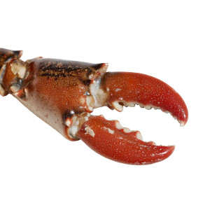 Red Lobster Claw Vinyl Car Decal Sticker – Waterproof & UV-Resistant 6.826666666666667"