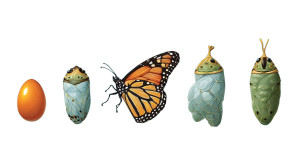 Butterfly Lifecycle Vinyl Car Decal Sticker – Waterproof & UV-Resistant 5.4