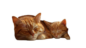 Sleeping Orange Cats Vinyl Car Decal Sticker – Waterproof & UV-Resistant 5.4