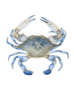 Blue Crab Art Vinyl Car Decal Sticker – Waterproof & UV-Resistant 8.0"