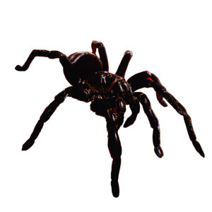 Black Spider V2 Vinyl Car Decal Sticker – Waterproof & UV-Resistant 3.4133333333333336"