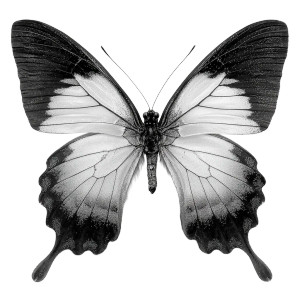 Butterfly Wings Outline Vinyl Car Decal Sticker – Waterproof & UV-Resistant 3.4133333333333336" Butterfly Wings Outline Vinyl Car Decal Sticker – Waterproof & UV-Resistant 3.4133333333333336"
