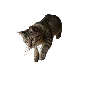 Leaping Cat V3 Vinyl Car Decal Sticker – Waterproof & UV-Resistant 3.4133333333333336" Leaping Cat V3 Vinyl Car Decal Sticker – Waterproof & UV-Resistant 3.4133333333333336"