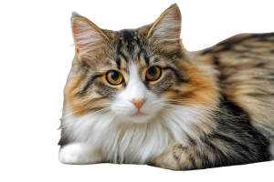 Norwegian Forest Cat V6 Vinyl Car Decal Sticker – Waterproof & UV-Resistant 2.986666666666667"